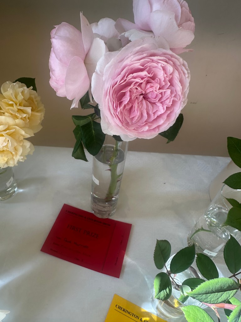 Show 2026 - rose winner!